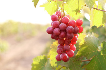 Bunches of ripe grape on plantation closeup