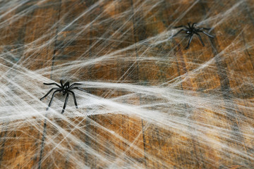 Cobweb with spider on wooden background