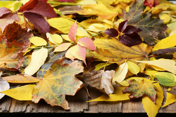 Beautiful autumn leaves