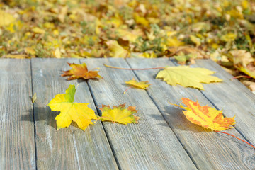 Beautiful autumn leaves