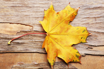 Naklejka na ściany i meble Beautiful autumn leaf on wooden background