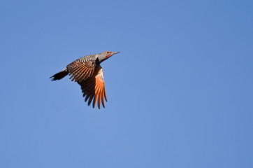 Northern Flicker Flying in a Blue Sky