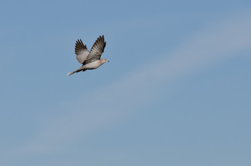 Eurasian Collared-Dove Flying in a Blue Sky
