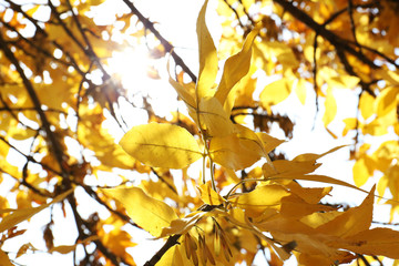 Beautiful autumn leaves on tree