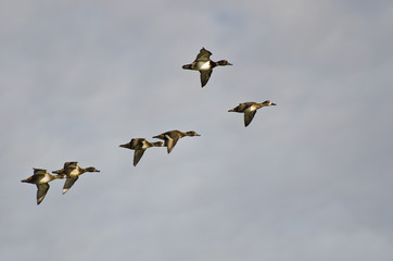 Flock of Ring-Necked Ducks Flying in a Cloudy Sky