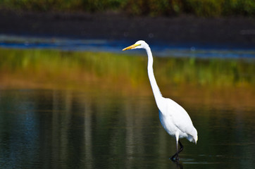 Great Egret Hunting for Fish in Autumn