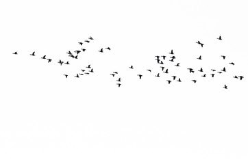 Flock of Ducks Silhouetted Against a White Background