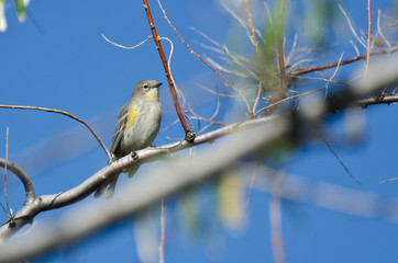 Yellow-Rumped Warbler Perched in a Tree
