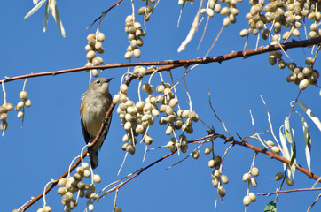 Yellow-Rumped Warbler and a Feast of Berries