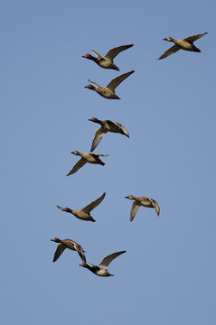 Flock of Redheads Flying in a Blue Sky