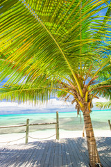 Tropical beach with palms and white sand on Caribbean