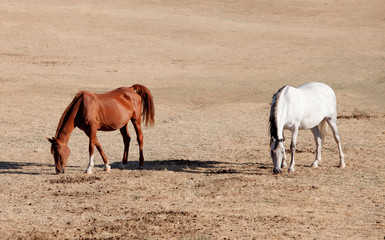 Fototapeta na wymiar Two horses grazing