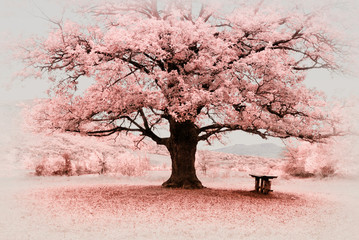 Infrared big tree