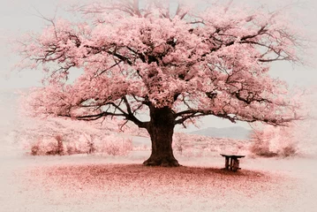 Foto auf Acrylglas Bestsellern Landschaften Infrarot großer Baum