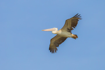 Spot-billed pelican(Pelecanus philippensis) are flying