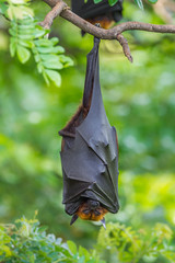Deep sleep of  Lyle's flying fox (Pteropus lylei)