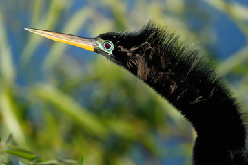 Portrait of male Anhinga in breeding colors