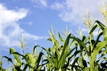 Green corn field growing up on blue sky.