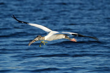 Fototapeta na wymiar Wood stork flying with nesting material