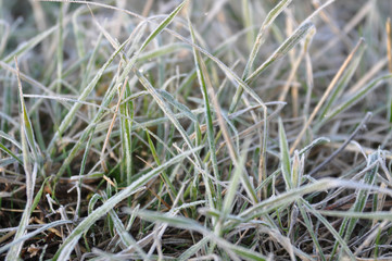 background of green herb