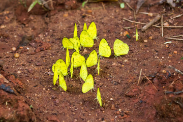 Yellow butterflys