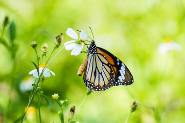 Fototapeta na wymiar Butterfly life