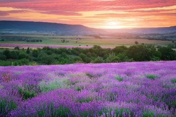 Rolgordijnen Weide van lavendel © GIS