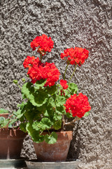  Blossoming red geranium in a ceramic pot 