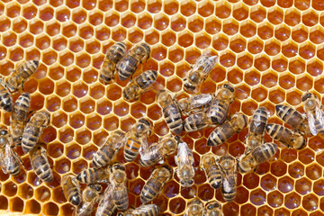 Frame with bee honeycombs filled with honey