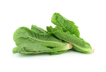 fresh lettuce leaves isolated on white