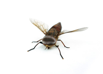 fly on a white background