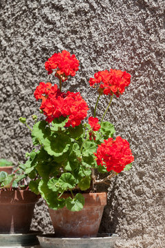  Blossoming red geranium in a ceramic pot 