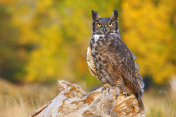 Naklejka premium Great horned owl sitting on a stump