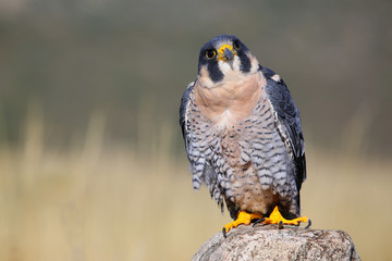 Peregrine falcon sitting on a rock
