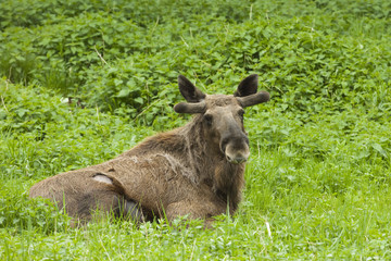 Moose, Alces alces