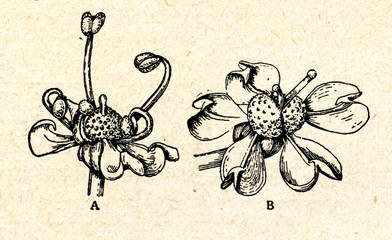 Fototapeta na wymiar Protandrous flower of Masterwort (Peucedanum ostruthium)