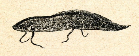 West African lungfish (Protopterus annectens)