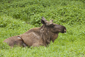Fototapeta premium Moose, Alces alces