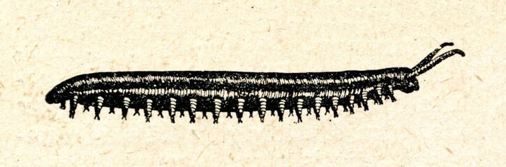 Cape velvet worm (Peripatopsis capensis)
