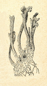 Prothallus of the female field horsetail (Equisetum arvense)