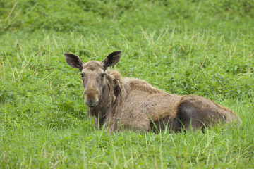 Fototapeta premium Moose, Alces alces