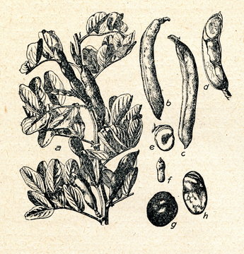 Broad bean (Vicia faba)