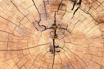 Texture of old wood with annual rings. Natural texture close up