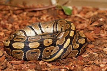 Ball Python (Python regius)