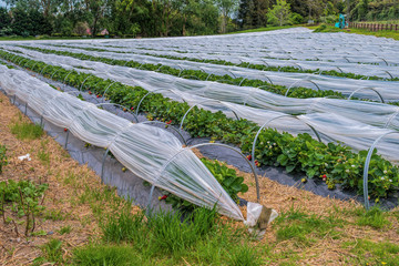 Strawberry farm