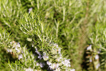 Rosemary plant