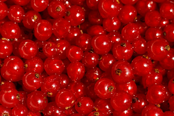 Background red currants
