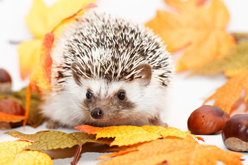 African white- bellied hedgehog
