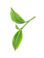 Green tea leaf isolated on white