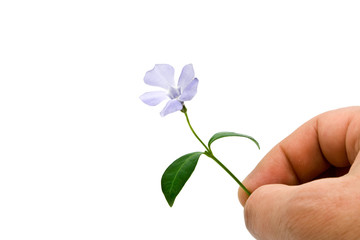 Fototapeta na wymiar flower is in a hand